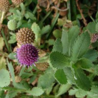 Sphaeranthus indicus L.